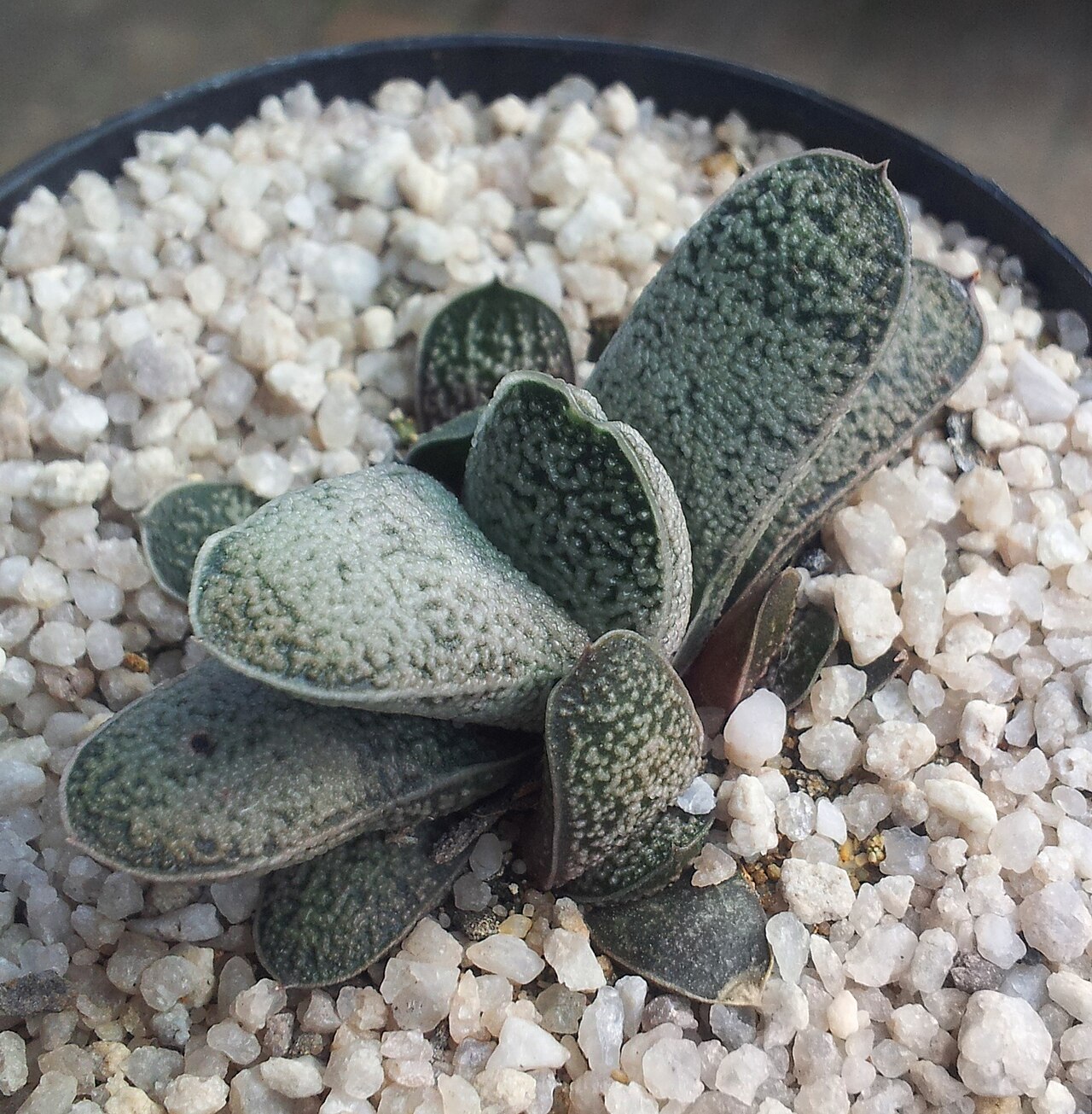 Gasteria baylissiana: Juvenile Gasteria baylissiana