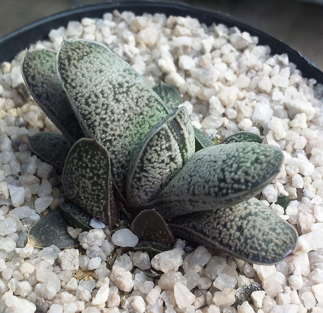 Gasteria baylissiana: Juvenile Gasteria baylissiana