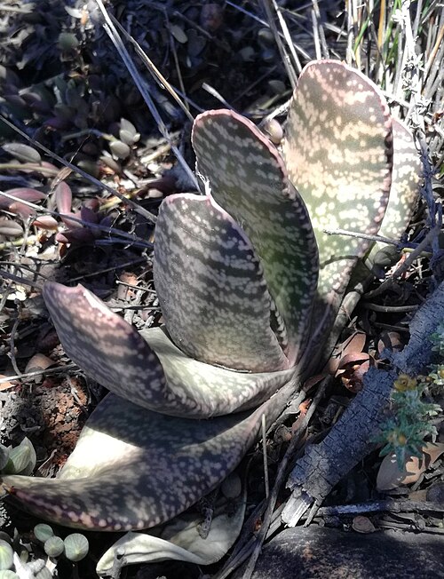 Gasteria brachyphylla: Juvenile Gasteria brachyphylla near Zoar
