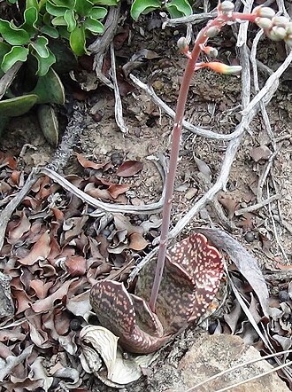 Gasteria brachyphylla: Gasteria brachyphylla - west of Ladismith