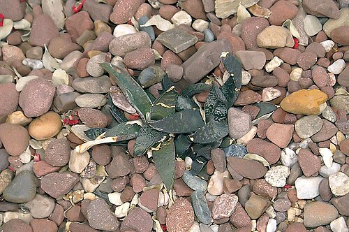 Gasteria brachyphylla: Location taken: Rawlings Conservatory & Botanic Gardens, Baltimore MD USA. Names: Gasteria brachyphylla (Salm-Dyck) van Jaarsv., Gasteri Classification: Plantae