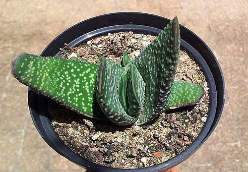Gasteria carinata: Gasteria carinata