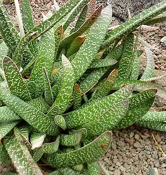 Gasteria carinata: Gasteria carinata