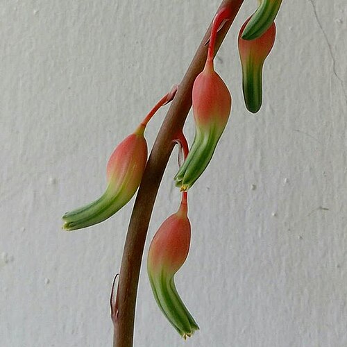 Gasteria carinata: Gasteria carinata partial inflorescence from a cultivated plant, in a greenhouse in central Pennsylvania
