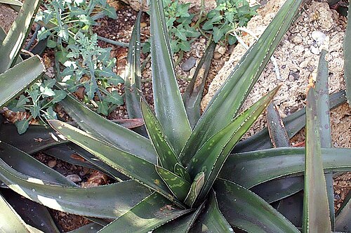 Gasteria croucheri: Location taken: the New York Botanical Garden. Names: Gasteria croucheri Baker, Croucher's Gasteria, Gasteri Classification: Plantae > Magnoliophyta > Liliopsid