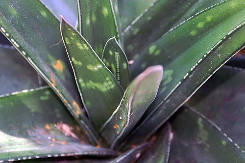 Gasteria croucheri: Location taken: the New York Botanical Garden. Names: Gasteria croucheri Baker, Croucher's Gasteria, Gasteri Classification: Plantae > Magnoliophyta > Liliopsid