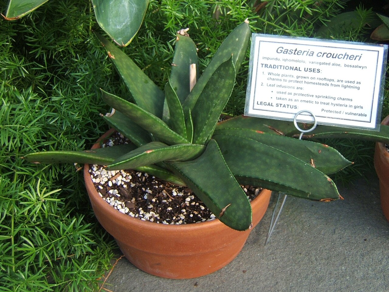 Gasteria croucheri: Gasteria croucheri at the US Botanical Garden