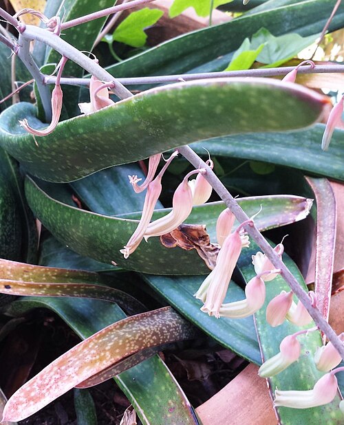 Gasteria croucheri: Gasteria pendulifolia or Gasteria croucheri var pendulifolia - flowers Kirstenbosch NBG