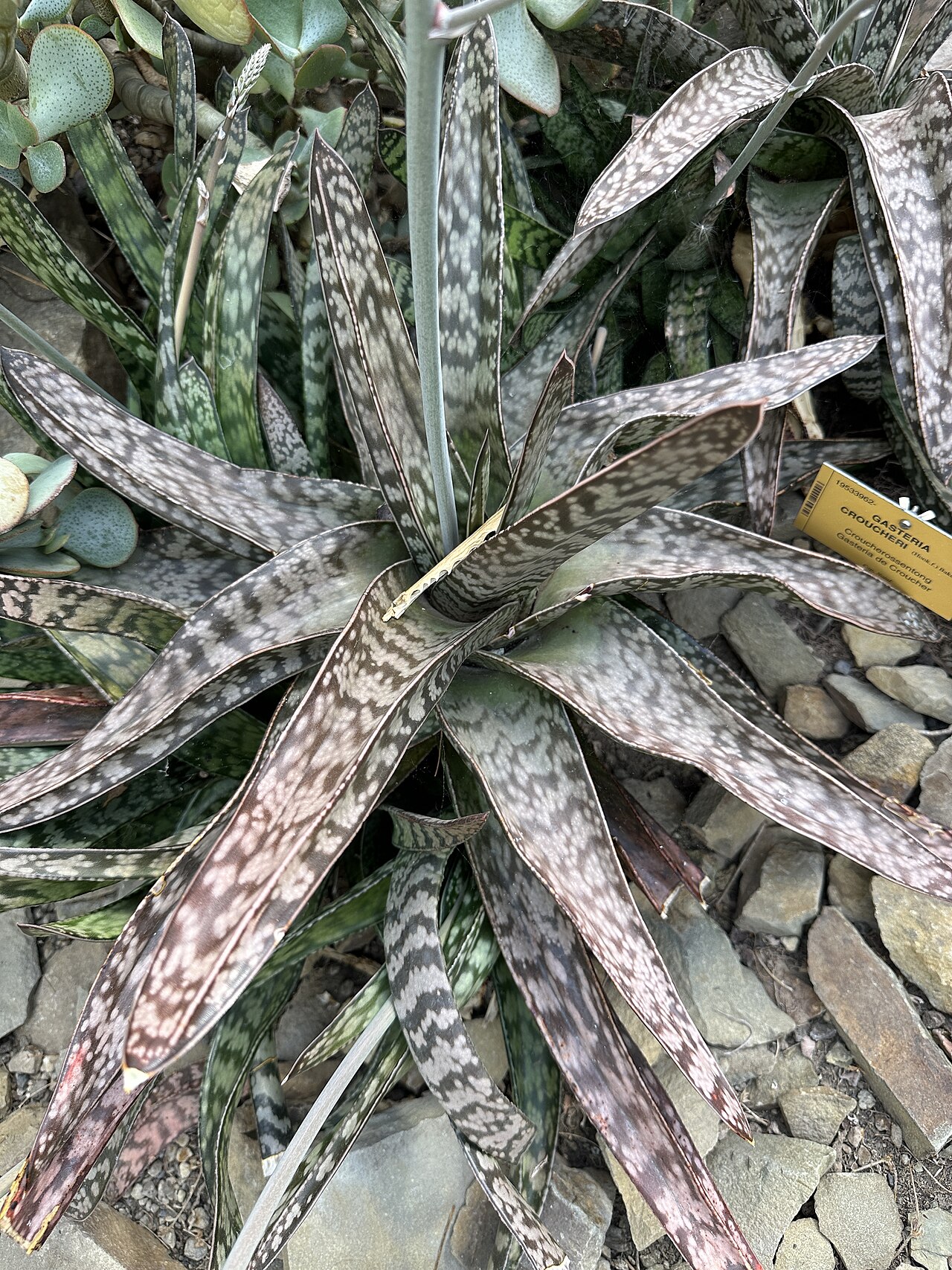 Gasteria croucheri: Gasteria croucheri im Botanischen Garten Meise, Belgien