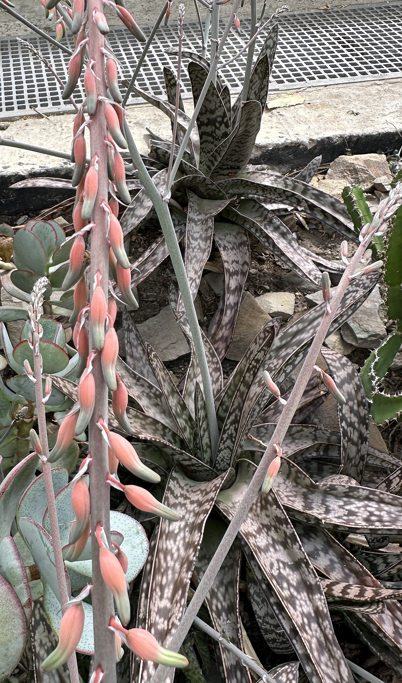 Gasteria croucheri: Gasteria croucheri im Botanischen Garten Meise, Belgien
