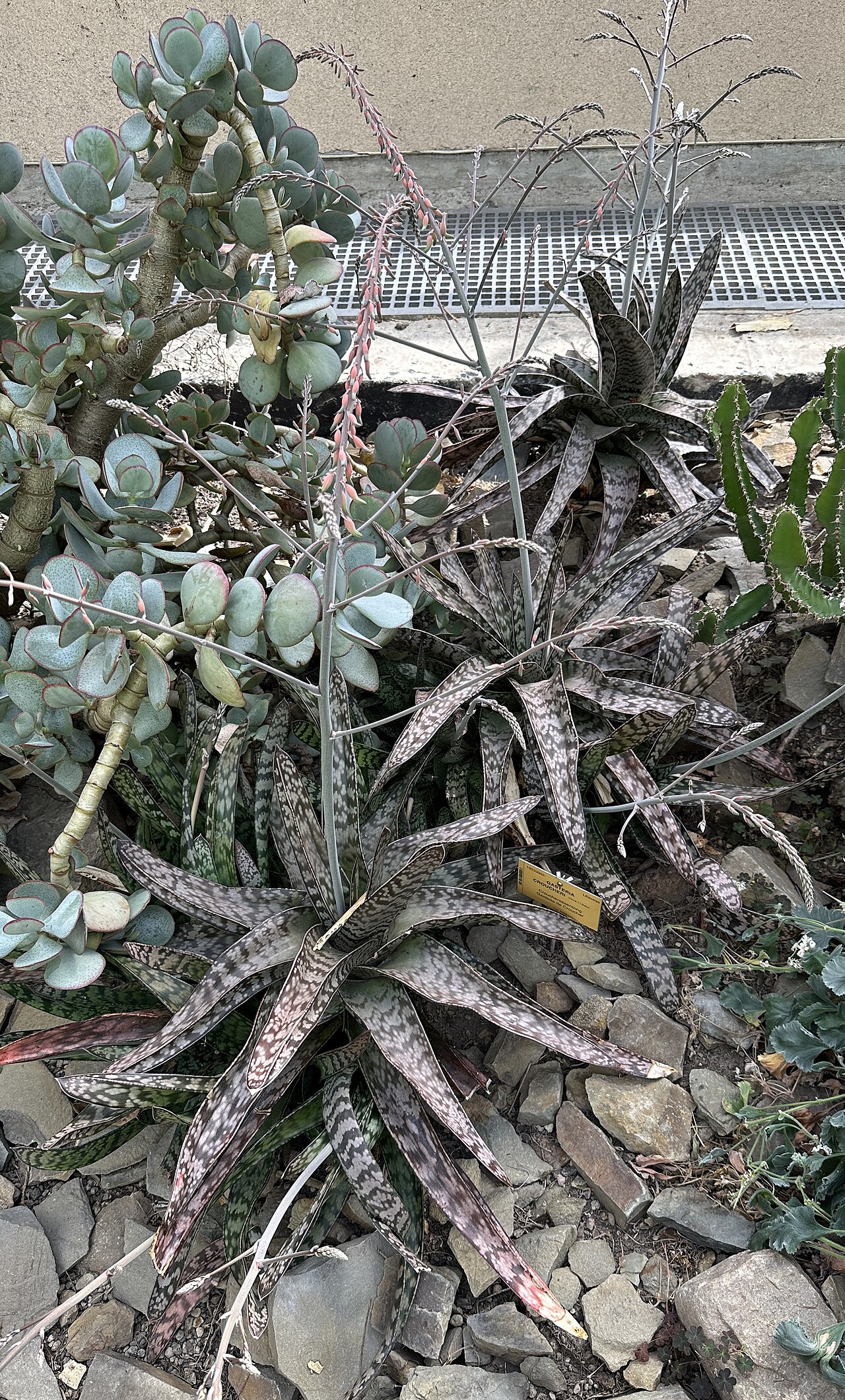 Gasteria croucheri: Gasteria croucheri im Botanischen Garten Meise, Belgien
