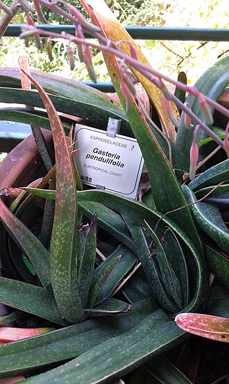 Gasteria croucheri: Gasteria pendulifolia or Gasteria croucheri subsp. pendulifolia - Kirstenbosch NBG