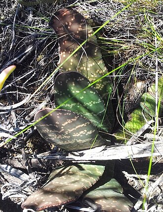 Gasteria disticha: Gasteria disticha - Ashton Western Cape South Africa