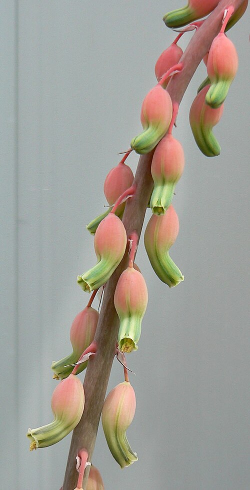 Gasteria disticha: Gasteria disticha at the University of California Botanical Garden , Berkeley, California