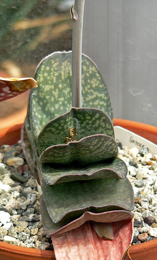 Gasteria disticha: Gasteria disticha at the University of California Botanical Garden , Berkeley, California