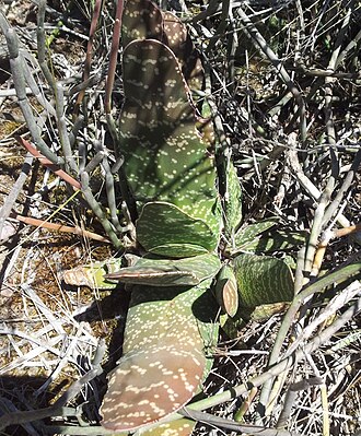 Gasteria disticha: Gasteria disticha - Ashton Western Cape South Africa