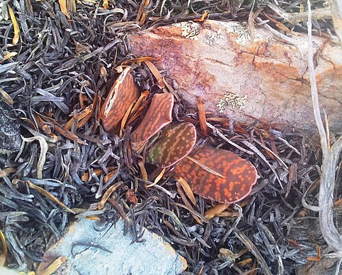 Gasteria disticha: Gasteria disticha in Robertson Karoo habitat