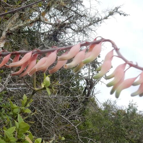 Gasteria excelsa (Gasteria excelsa)