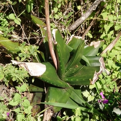 Gasteria excelsa (Gasteria excelsa)