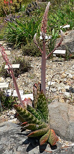 Gasteria excelsa: Gasteria excelsa at the University of California Botanical Garden , Berkeley, California