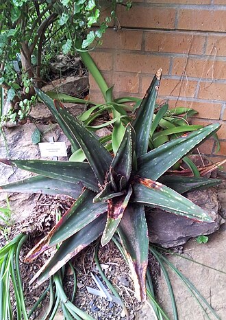 Gasteria excelsa: Large Gasteria excelsa - Kirstenbosch gardens - Cape Town