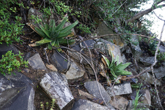 Gasteria excelsa (Gasteria excelsa)