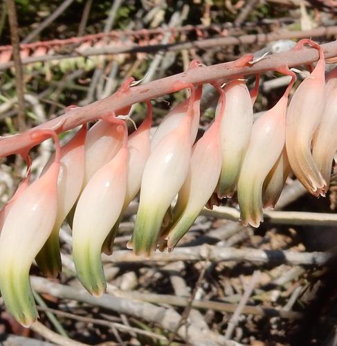 Gasteria excelsa (Gasteria excelsa)