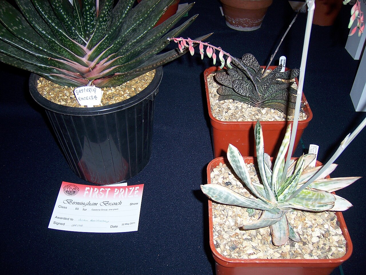 Gasteria excelsa: Gasteria @Birmingham Branch Cactus Show