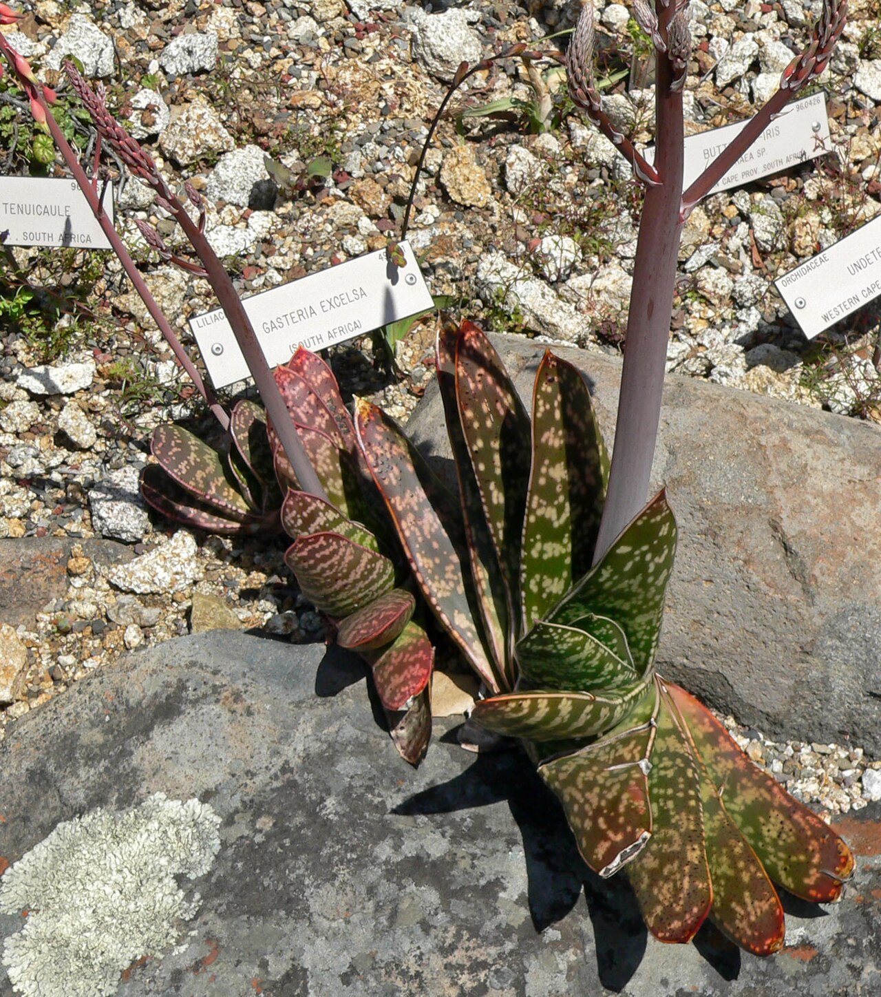 Gasteria excelsa: Gasteria excelsa at the University of California Botanical Garden , Berkeley, California
