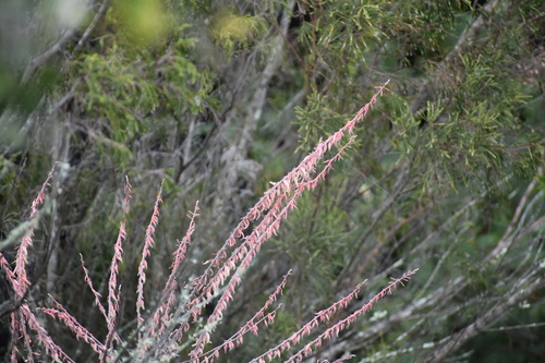 Gasteria excelsa (Gasteria excelsa)