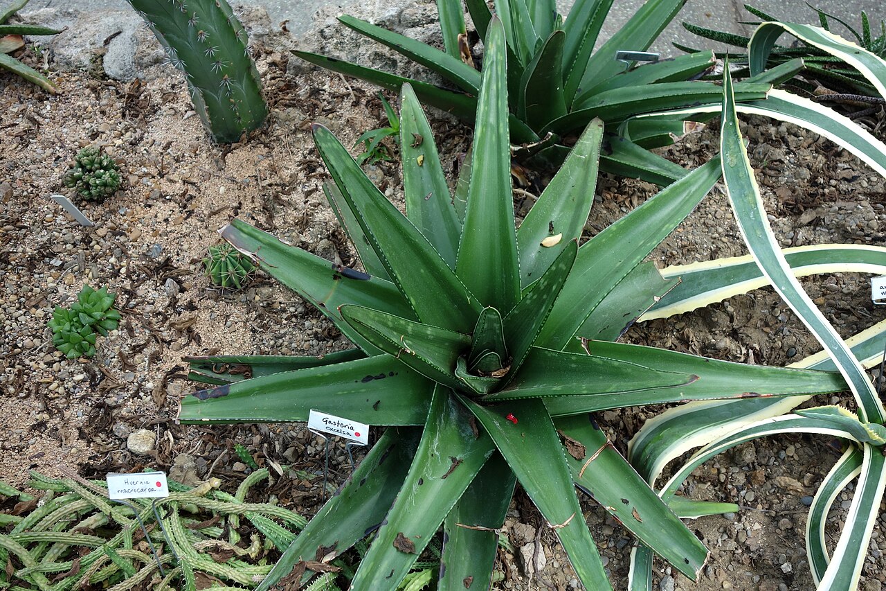 Gasteria excelsa: Botanical specimen in Krohn Conservatory, Eden Park, Cincinnati, Ohio, USA.