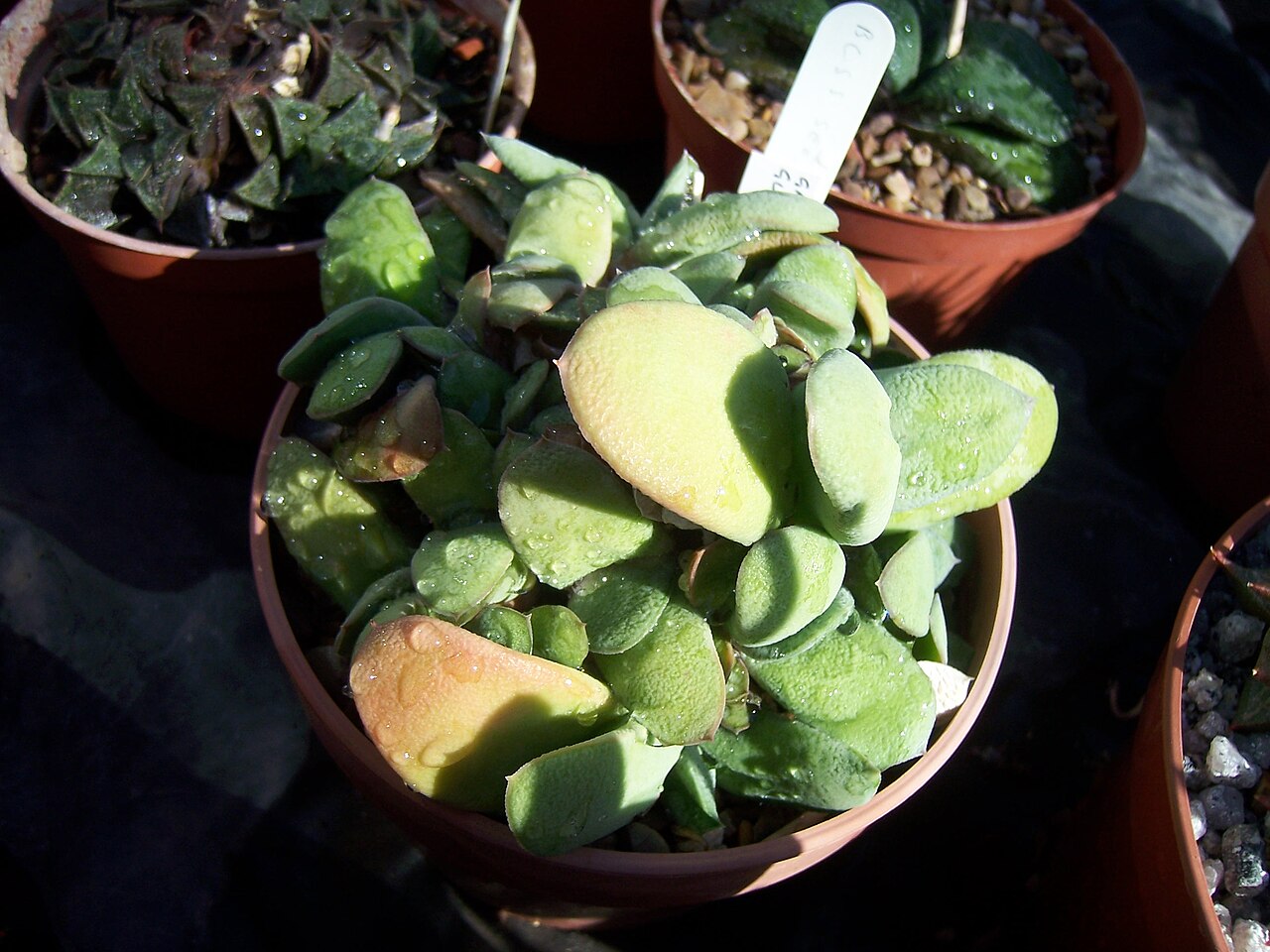Gasteria glomerata: Gasteria Glomerata