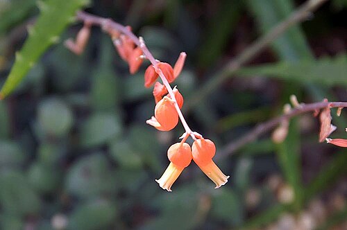 Gasteria glomerata: Location taken: the New York Botanical Garden. Names: Gasteria glomerata van Jaarsv., Ox Tongu Classification: Plantae > Magnoliophyta > Liliopsida > Asparagale