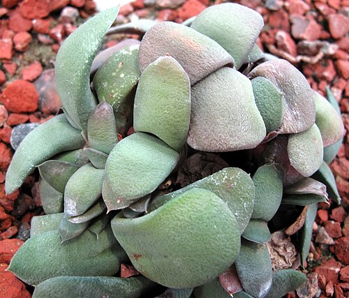 Gasteria glomerata: Gasteria glomerata , family Asphodelaceae