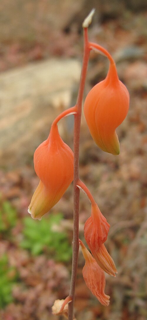 Gasteria glomerata: Gasteria glomerata , flowers