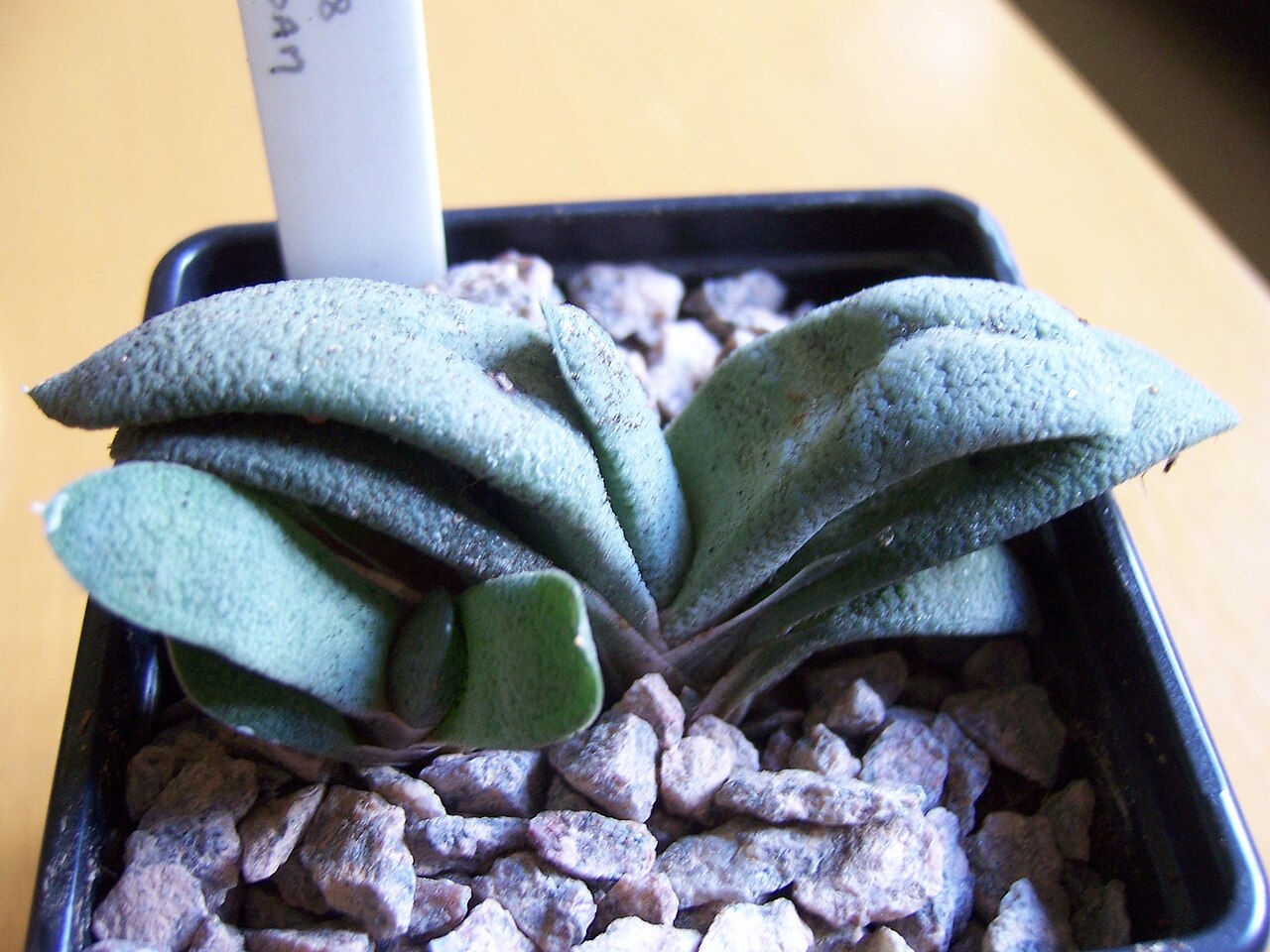 Gasteria glomerata: Gasteria glomerata