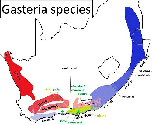 Gasteria glomerata: Gasteria species - Distribution map of the various gasteria species and subspecies in Namibia South Africa and Swaziland