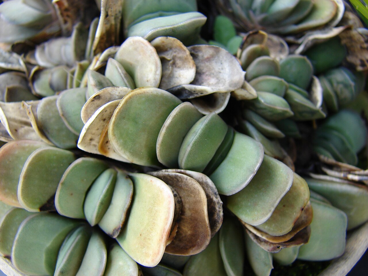 Gasteria glomerata: Gasteria glomerata (habit). Location: Maui, Upper Kimo Rd Kula