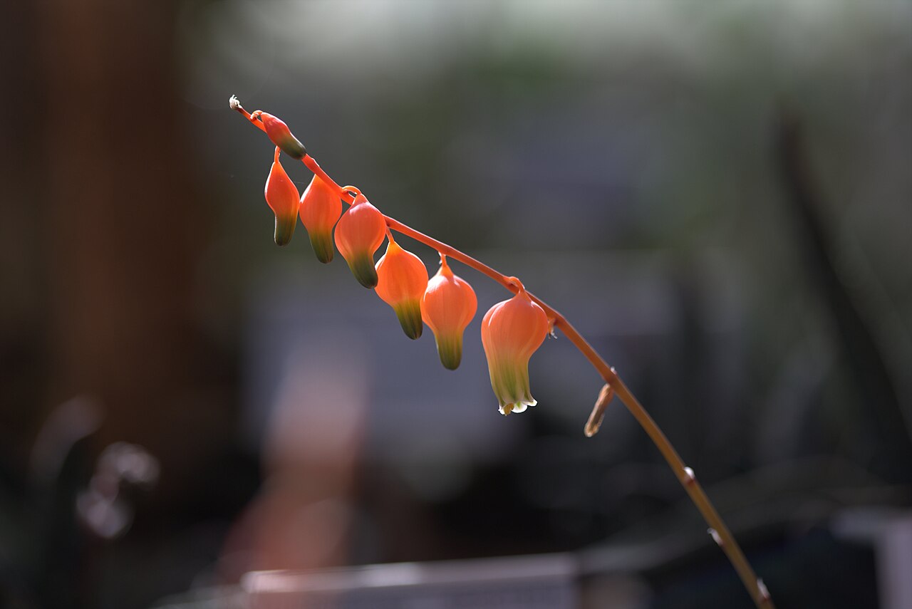 Gasteria glomerata: Gasteria glomerata at Gotenburg Botanical Garden in 2015. Plant id: 2004-2707 p Z -- Grootsch