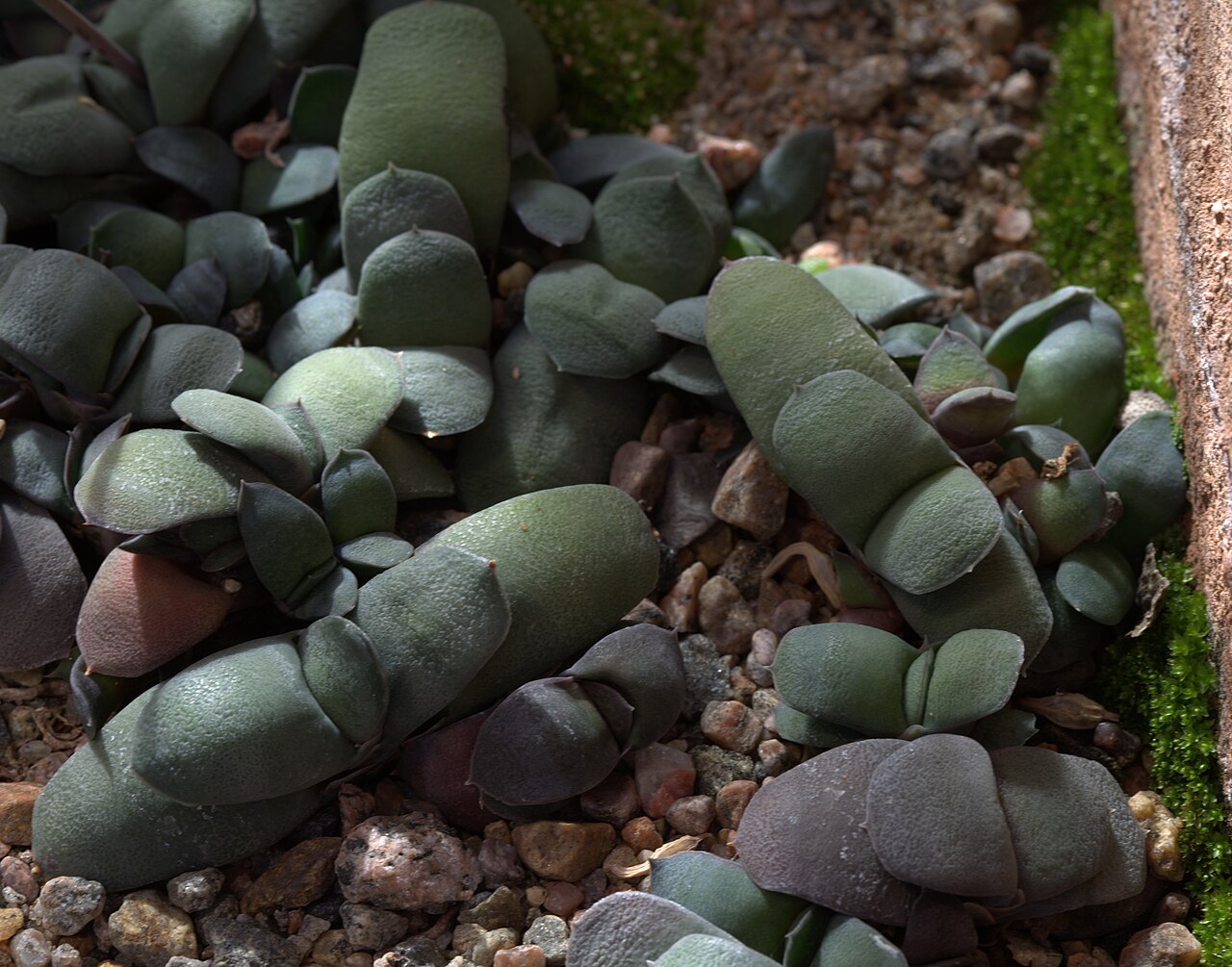 Gasteria glomerata: Gasteria glomerata at Gotenburg Botanical Garden in 2015. Plant id: 2004-2707 p Z -- Grootsch