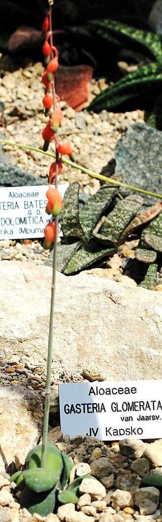 Gasteria glomerata: Succulent plant Gasteria glomerata , The Botanical Gardens of Charles University , Prague , Czech Republic
