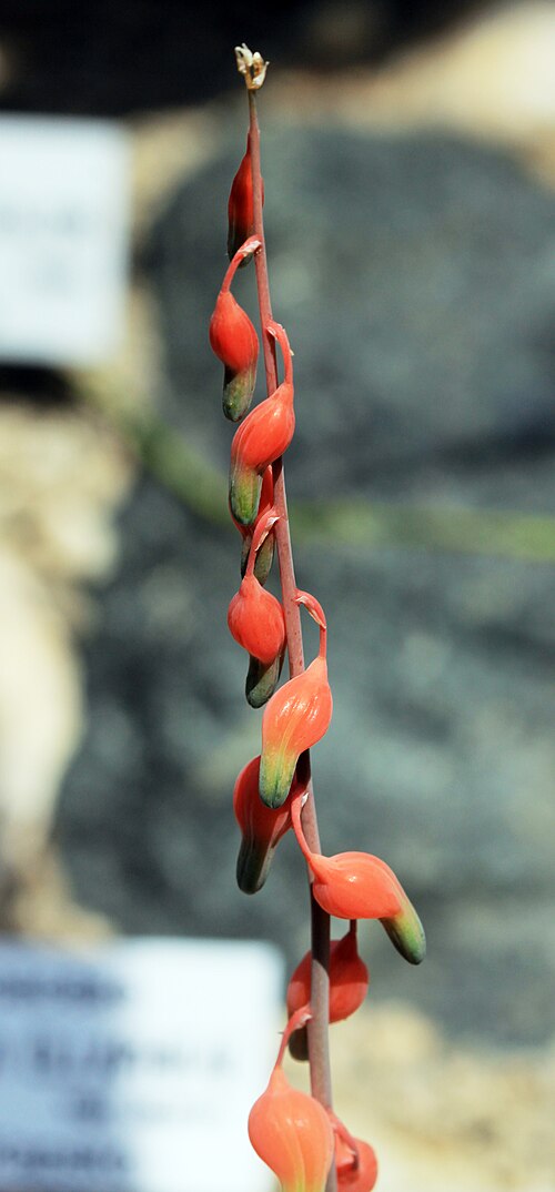 Gasteria glomerata: Flowers of succulent plant Gasteria glomerata , The Botanical Gardens of Charles University , Prague , Czech Republic