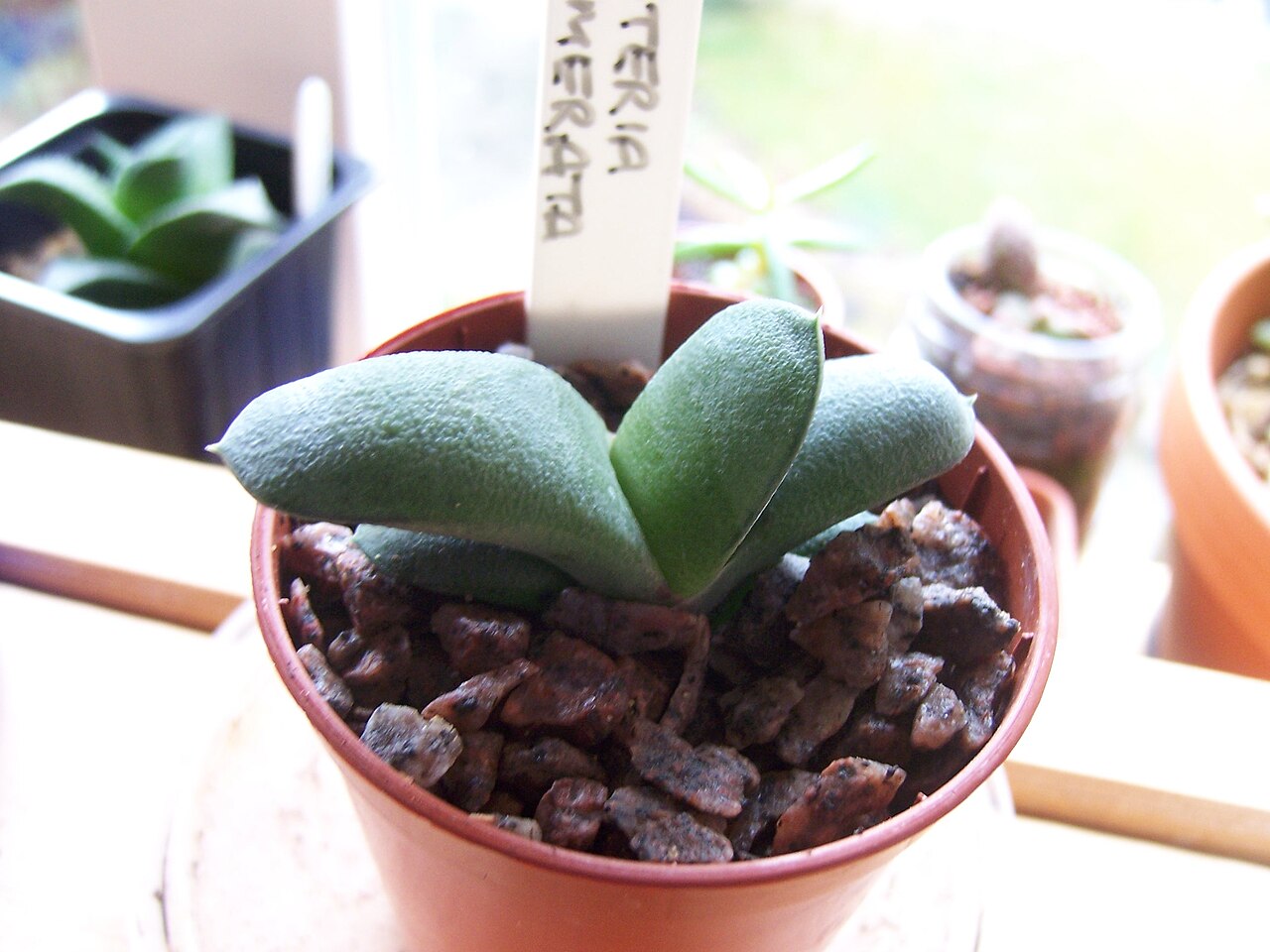 Gasteria glomerata: Gasteria glomerata