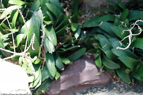 Gasteria nitida: Location taken: United States Botanic Garden. Names: Gasteria nitida (Salm-Dyck) Haw. Classification: Plantae > Magnoliophyta > Liliopsida > Asparagales > Xanth