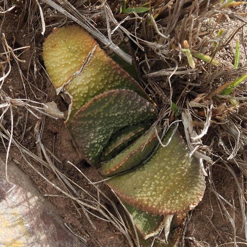 Gasteria nitida (Gasteria nitida)