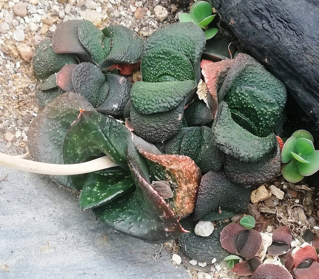 Gasteria nitida: Gasteria nitida, the adult and juvenile forms on the same plant.