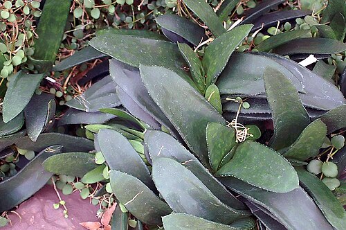 Gasteria nitida: Location taken: United States Botanic Garden. Names: Gasteria nitida (Salm-Dyck) Haw. Classification: Plantae > Magnoliophyta > Liliopsida > Asparagales > Xanth