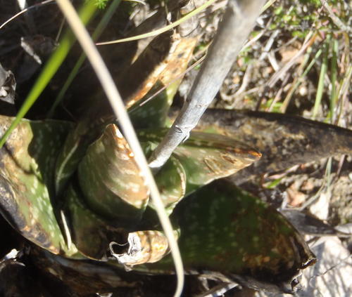 Gasteria nitida (Gasteria nitida)