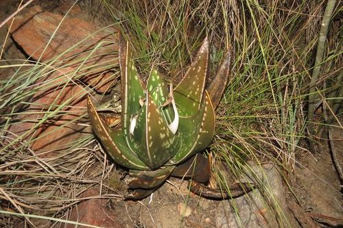 Gasteria nitida (Gasteria nitida)