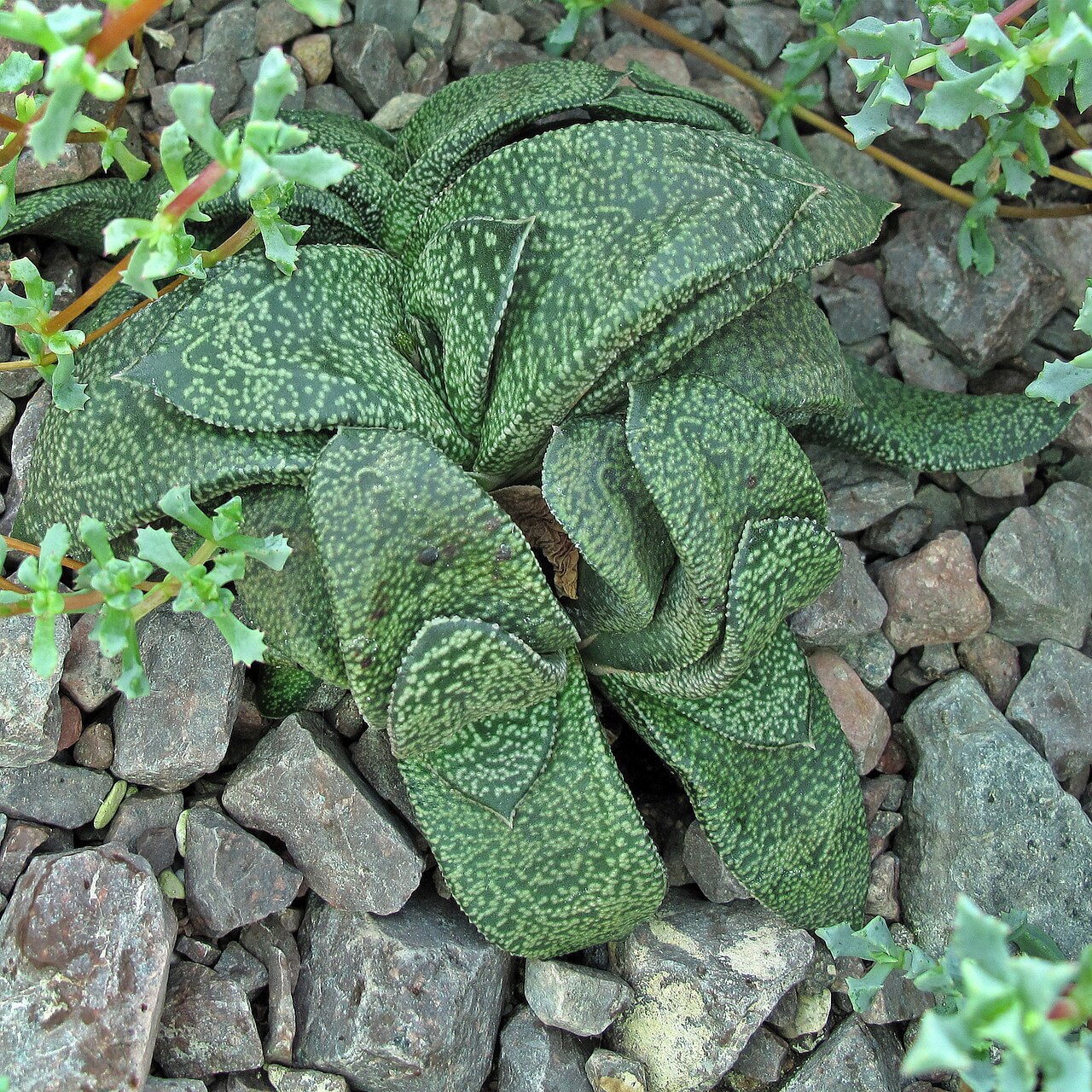 Gasteria nitida: Gasteria nitida var. armstrongii